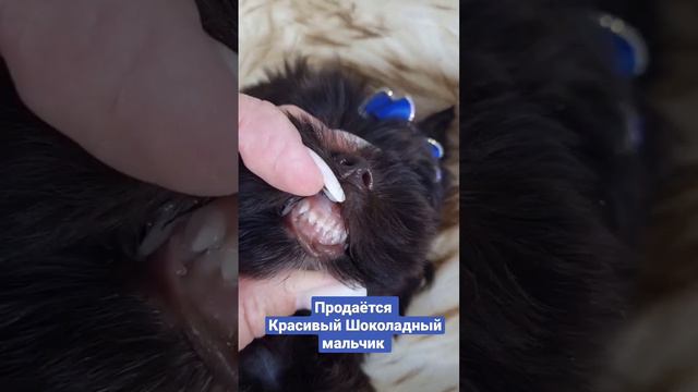 продаётся Красивый Шоколадный мальчик наш инстаграм hausblackbist Наш телефон 89033714258 смотреть онлайн