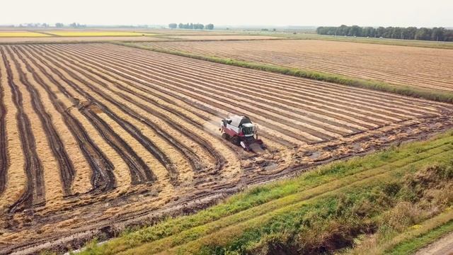уборка риса на рисовых чеках Кубани - 18 сентября 2021 смотреть онлайн