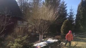 обрезка ивы шаровидной