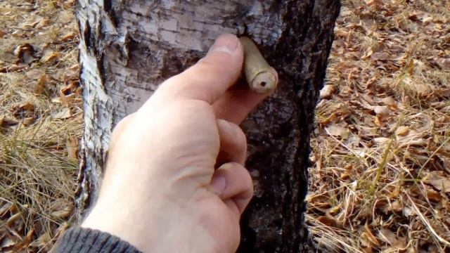 Грибы: Путеводители Природы