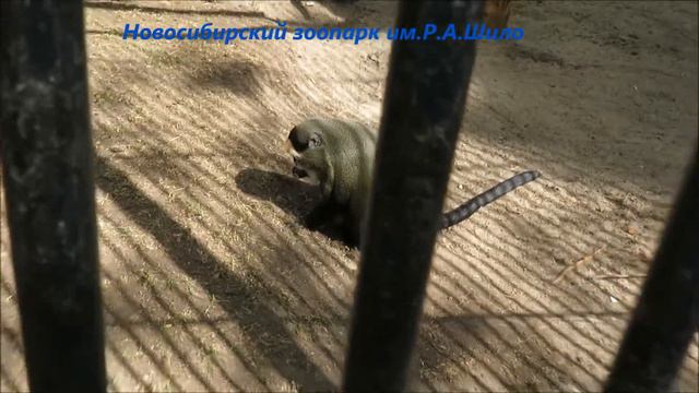 Мартышки бразза на улице 17.05.2021 смотреть онлайн