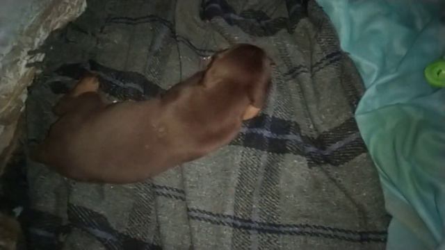 Doberman leo 35 old puppy смотреть онлайн