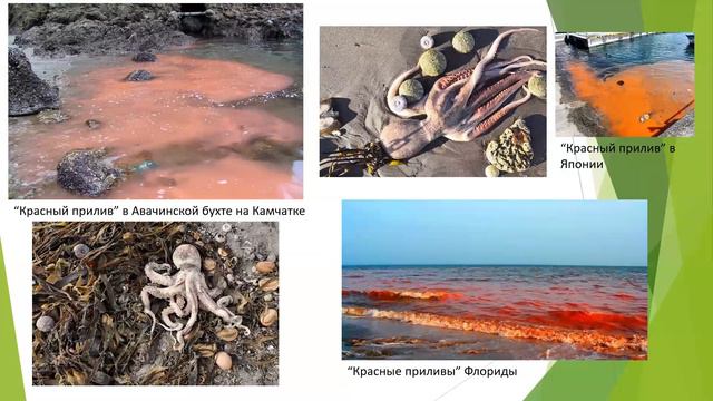 Грачева Т.А. Знакомтесь - это мы. Или кто такие водоросли смотреть онлайн