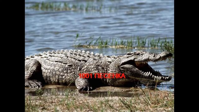 ПЕСЕНКА КРОКОДИЛА ГЕНЫ и ЧЕБУРАШКИ - музыка смотреть онлайн