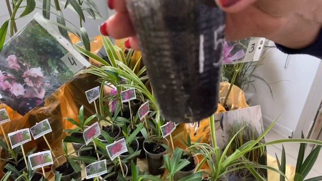 ВЫСТАВКА ЦВЕТОВ В НОВОРОССИЙСКЕ В ДЕКАБРЕ///КОМНАТНЫЕ РАСТЕНИЯ УХОД смотреть онлайн