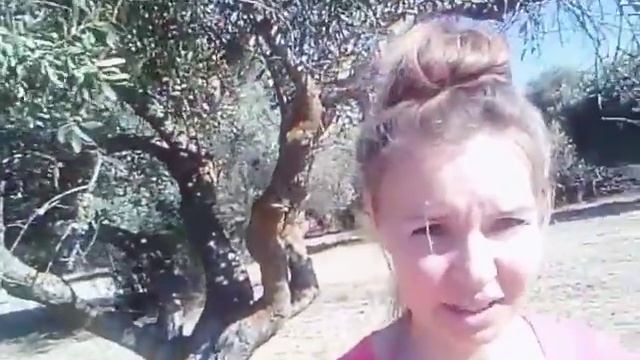 НУЖНО ЛИ ФОРМИРОВАТЬ ОЛИВКОВЫЕ ДЕРЕВЬЯ ?! смотреть онлайн