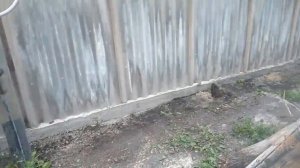 Строительство забора из шифера!