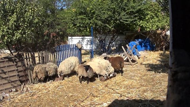 Сколько зерна Я даю овцам.Овцы на даче. смотреть онлайн
