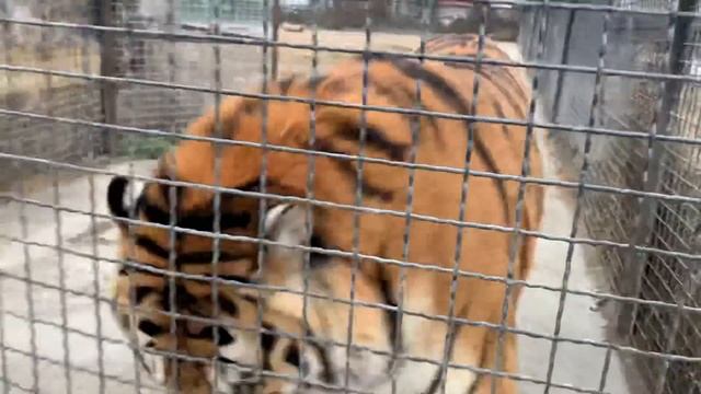 Самый крупный тигр парка ВАЛДАЙ !!! смотреть онлайн