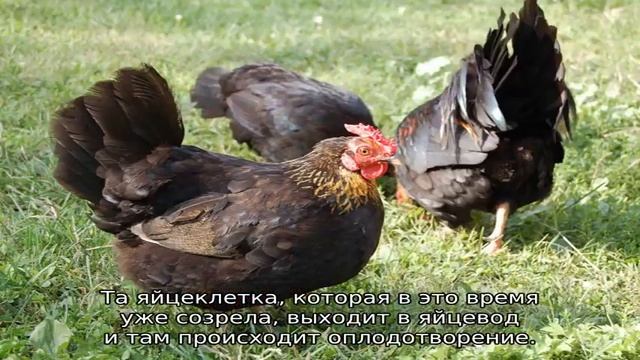 Как петух оплодотворяет курицу смотреть онлайн