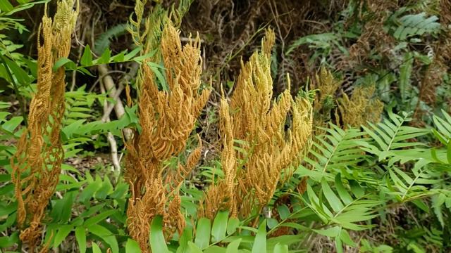 Flowering fern смотреть онлайн
