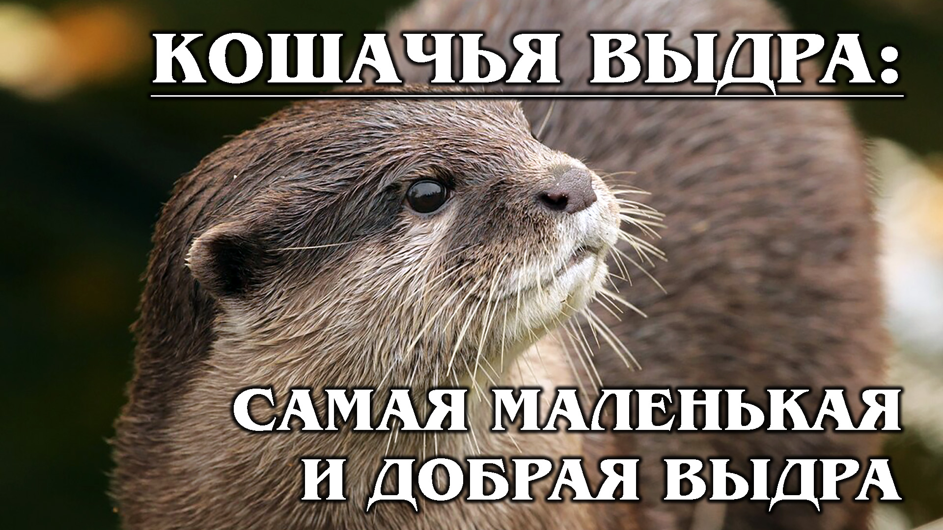 КОШАЧЬЯ ВЫДРА: Маленькая и редкая морская выдра | Интересные факты про выдр и семейство куньих смотреть онлайн