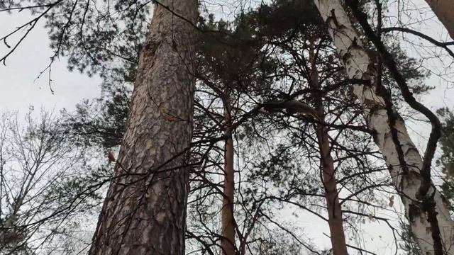 ЗАБАВНЫЕ ЖИВОТНЫЕ. БЕЛОЧКИ В ЛЕСУ смотреть онлайн