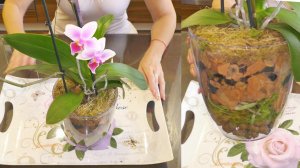 Из горшка D9... Откуда столько корней?! ОРХИДЕЯ от уценки с засушенной корневой до КРАСАВИЦЫ!