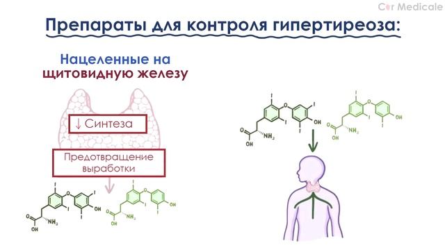 Гипертиреоз обзорно: механизм развития, основные симптомы, принципы лечения смотреть онлайн