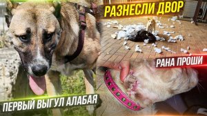 Первый выгул Алабая. Проше сняли швы. Линда опирается на все лапы. Кузя заболел. Я улетаю в Мосвку.