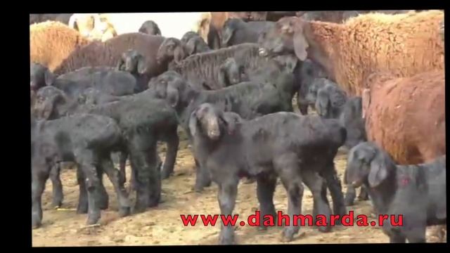 Гиссарские овцы Таджикистана, осмотр и учет ягнят, весна 2020 смотреть онлайн