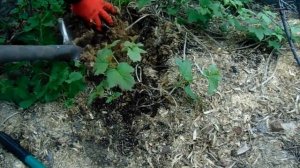 Калина Бульденеж - размножение.