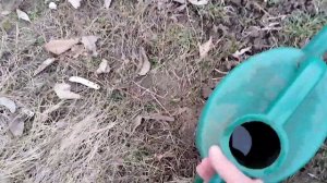 Обработка малины кипятком.Первые работы на дачном участке.