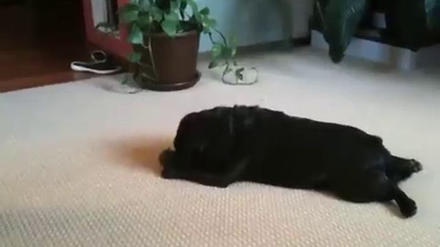 Мопс и мышка смотреть онлайн