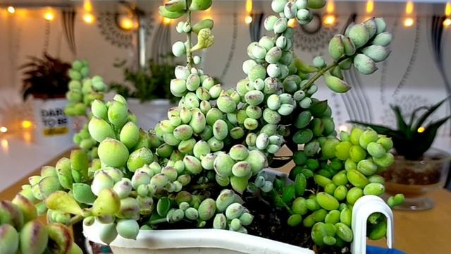 59/100 Cotyledon Pendens Succulent | Cliff Cotyledon • A Succulent With A Cute Face