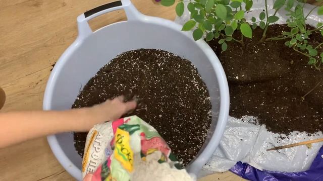 Пересадка комнатной розы. Цветение. смотреть онлайн