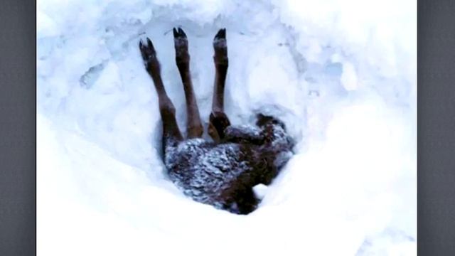 Только ноги торчали из сугроба. Проезжающий водитель остановился и начал копать