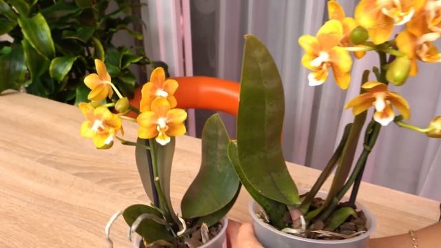 ААА, я в ШОКОЛАДЕ! Вернулась за этими орхидеями. смотреть онлайн