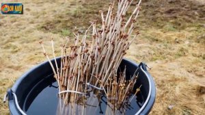 Размножение калины: готовим черенки осенью