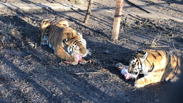 Тигры за сытным обедом! Тайган Tigers for a hearty dinner! Taigan смотреть онлайн