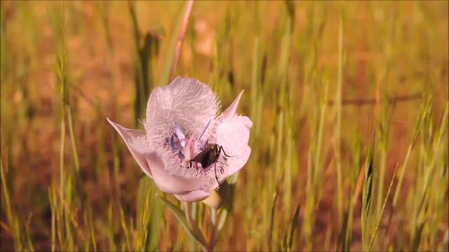 Calochortus tolmei with Pollinators смотреть онлайн
