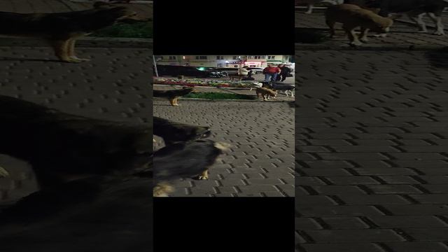 В Нвокузнецке даже собачки добрые.... Сбились в стаю или свору смотреть онлайн