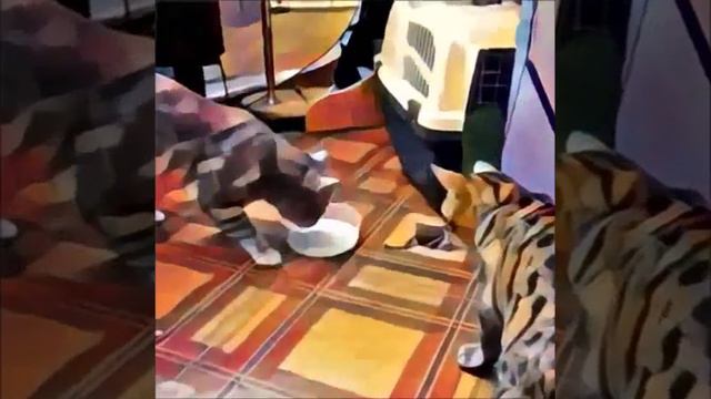 Nobility Cats Дворянские Кошки 1 00 смотреть онлайн