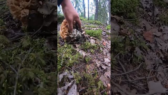 Что за гриб??? ?????