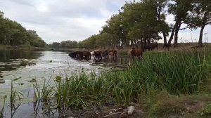VLOG ЛОШАДКИ НА ВОДОПОЙ