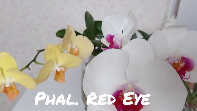 "ПЕНЕК" ЗАЦВЕЛ!🌱 Phal. Summer Bright. смотреть онлайн