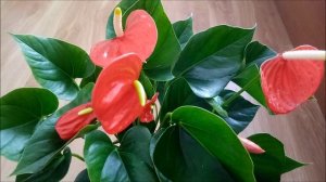 Антуриум Оранжевая любовь (Orange Love), видео обзор сорта