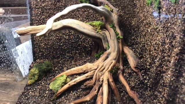 Как бороться с плесенью в террариуме, флорариуме, мохариуме... смотреть онлайн