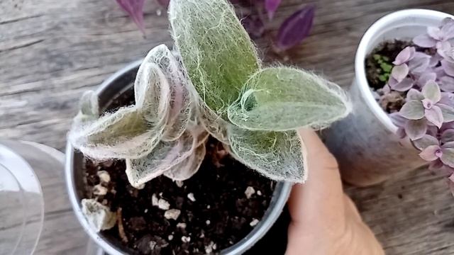 Комнатные растения. Традесканции: разновидности, омоложение куста. смотреть онлайн