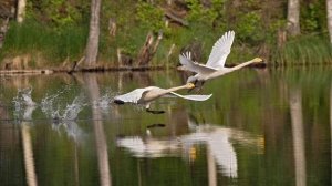 Белые лебеди.wmv