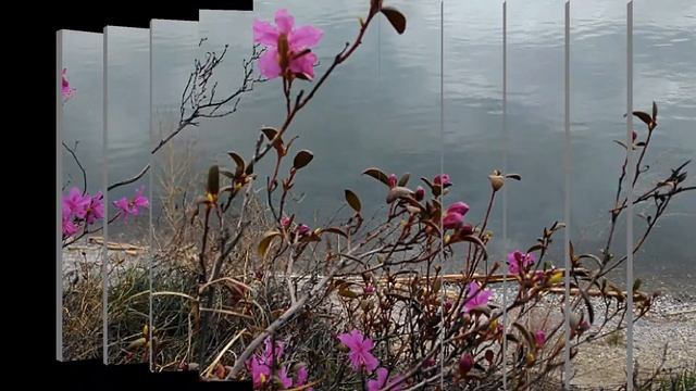 Цветёт багульник на Байкале! Наш цветущий май! смотреть онлайн