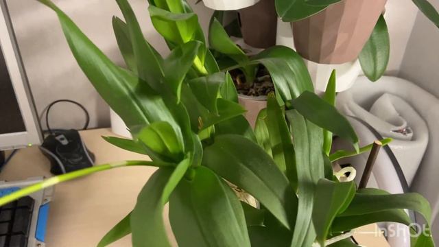 Цветёт мой дендрофаленопсис ❤️❤️❤️ смотреть онлайн