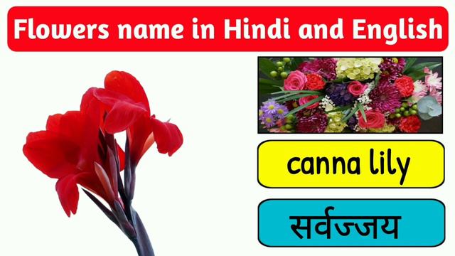 All Flowers Name, फूलों के नाम, flowers name in hindi and english, flower, flowers name, flowers смотреть онлайн