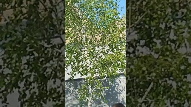 В улучшенном харьковском зоопарке Второе место по Европе. Слон. смотреть онлайн