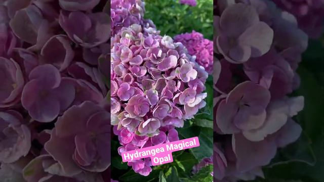 Magical Opal #садоводство #гортензиякрупнолистная #hydrangeas #magical смотреть онлайн