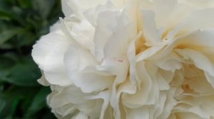 Пион Louis lossing.