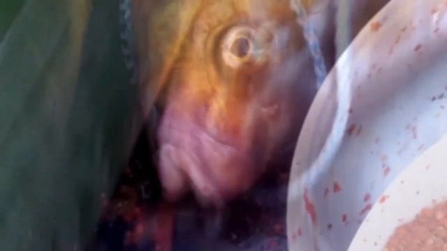 Лещ 3,2 кг в лодке ночью. смотреть онлайн