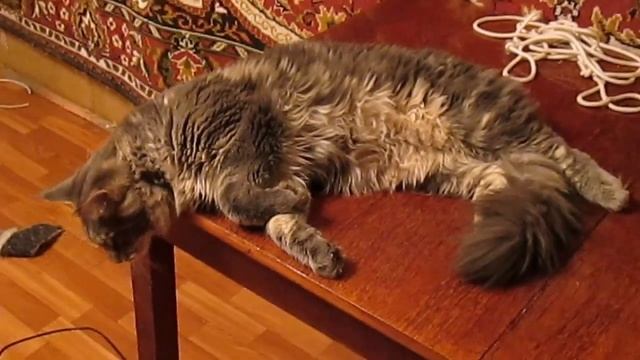 Мои мэйн куны, часть 3.mp4