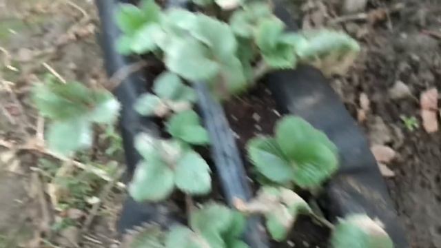 9/20КЛУБНИКА на СТЕЛЛАЖАХ . ОШИБКИ. ОБРАБОТКИ. ПОДКОРМКИ. смотреть онлайн