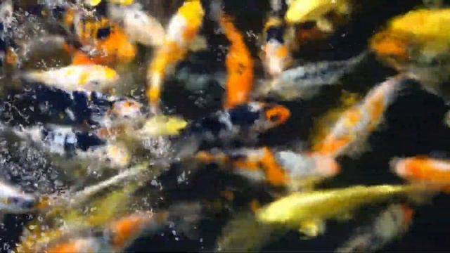 Большой разговор о карпах кои. Разговор с Георгием с канала "Raritetplants" смотреть онлайн